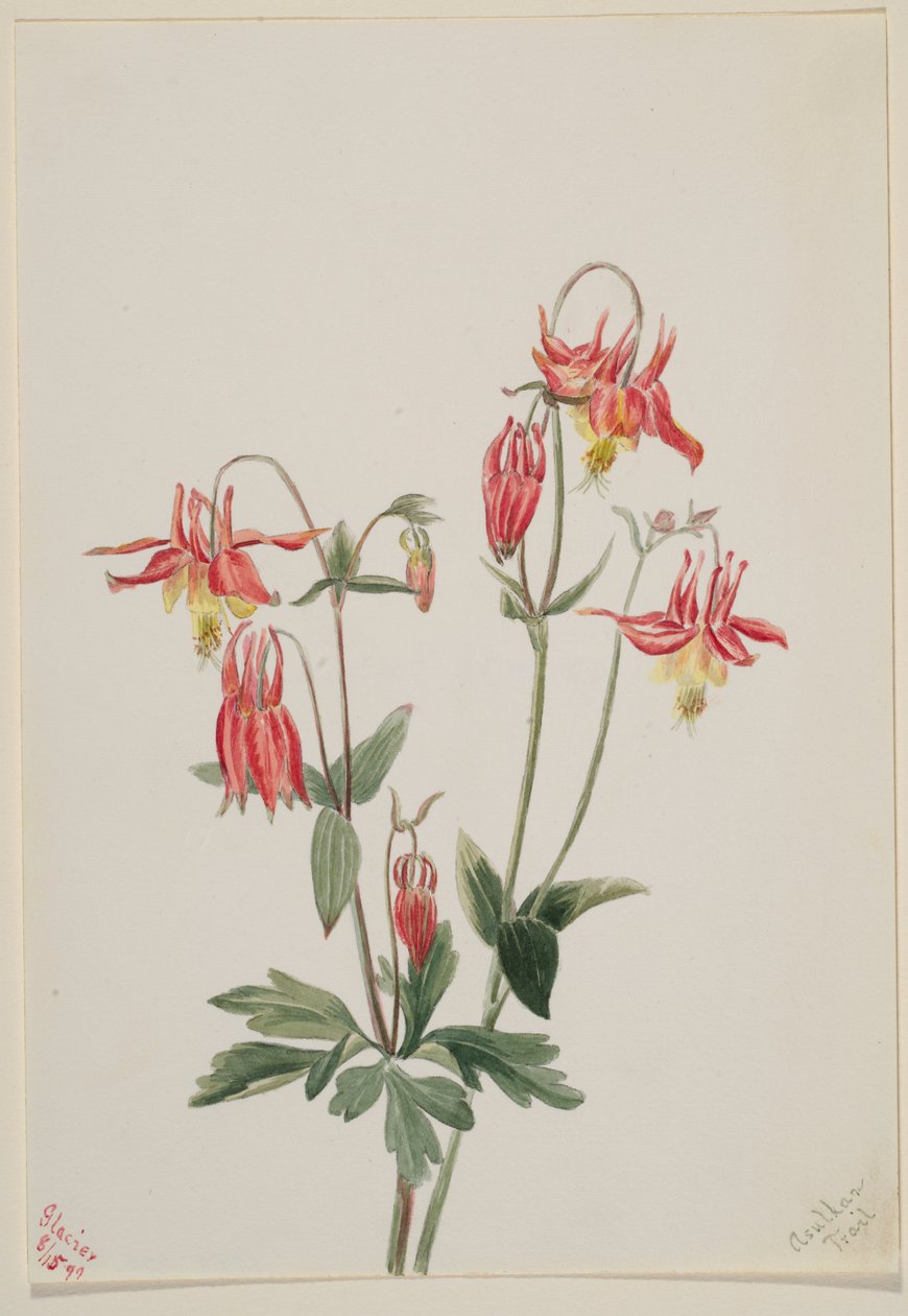 Rote Akelei (Aquilegia formosa) von Mary Vaux Walcott