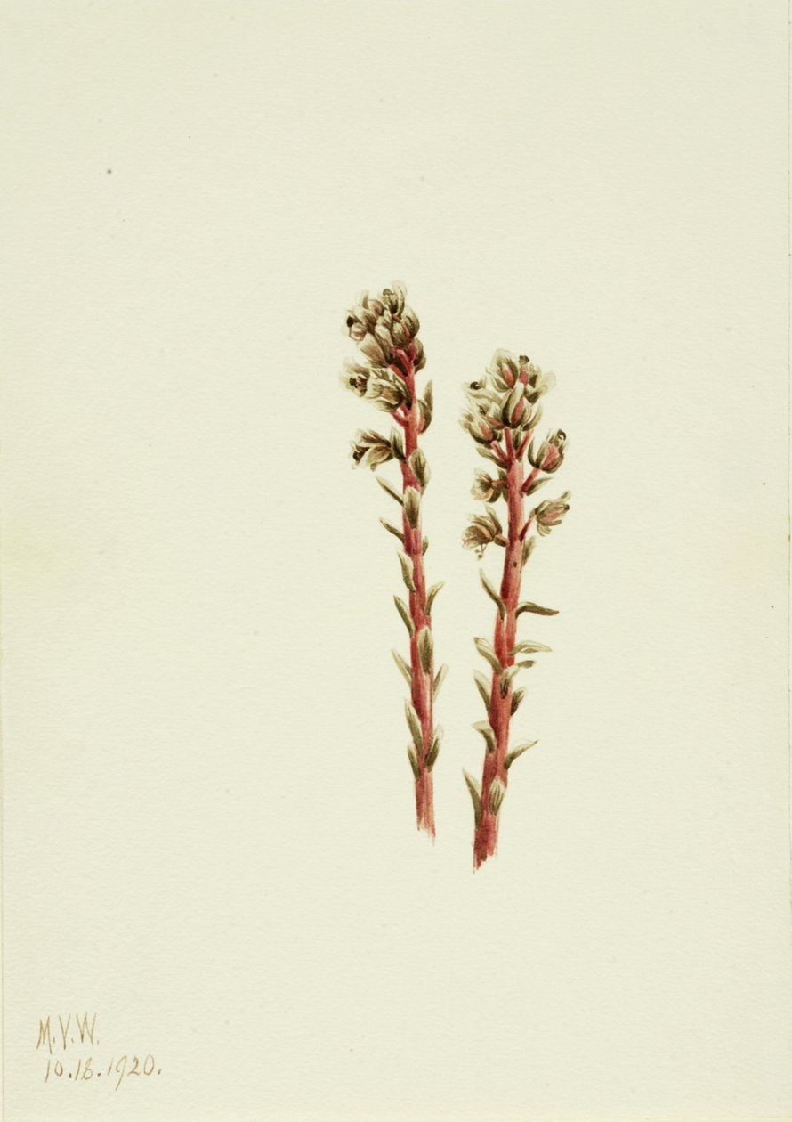 Rote Kiefernhyazinthe Hypopitys lanuginosa, 1920 von Mary Vaux Walcott