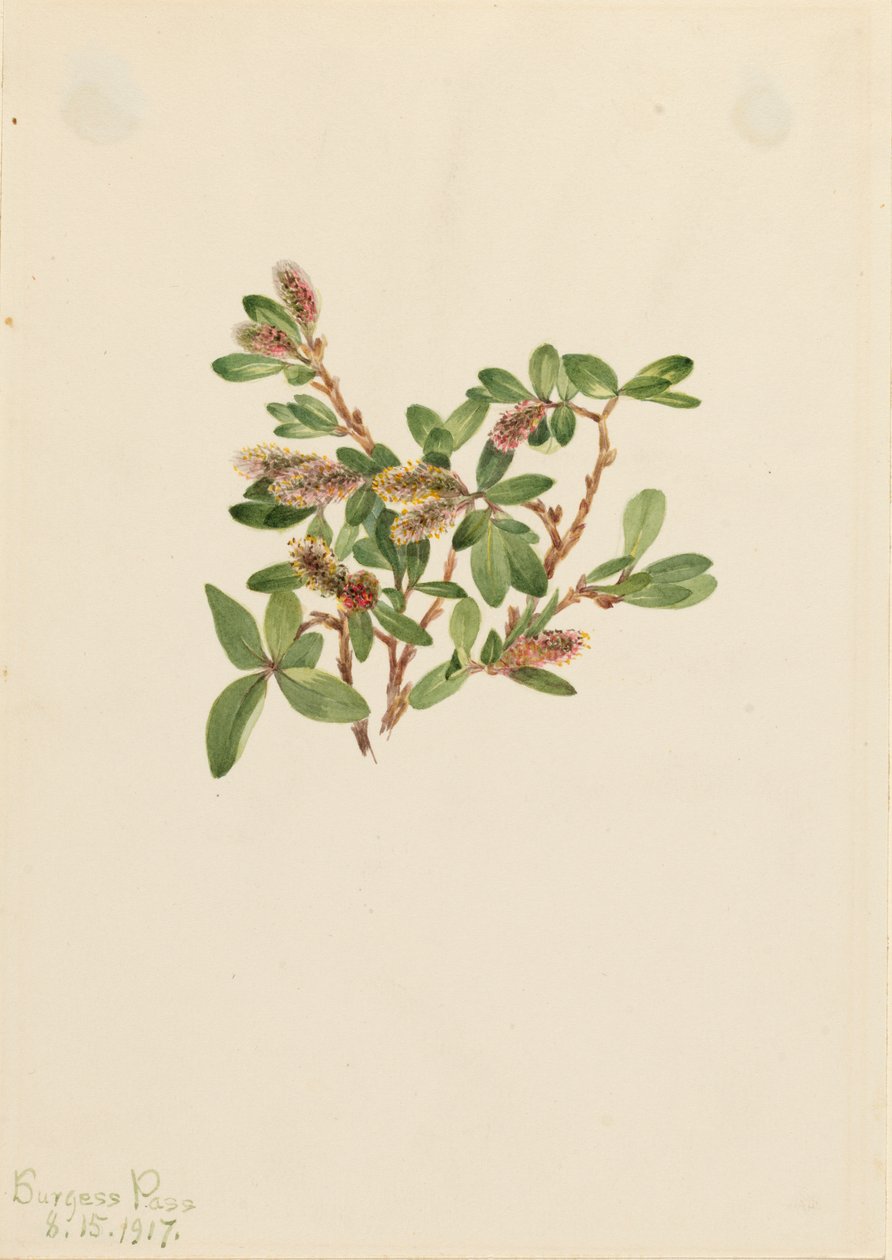 Felsen-Weide Salix petrophila, 1917 von Mary Vaux Walcott