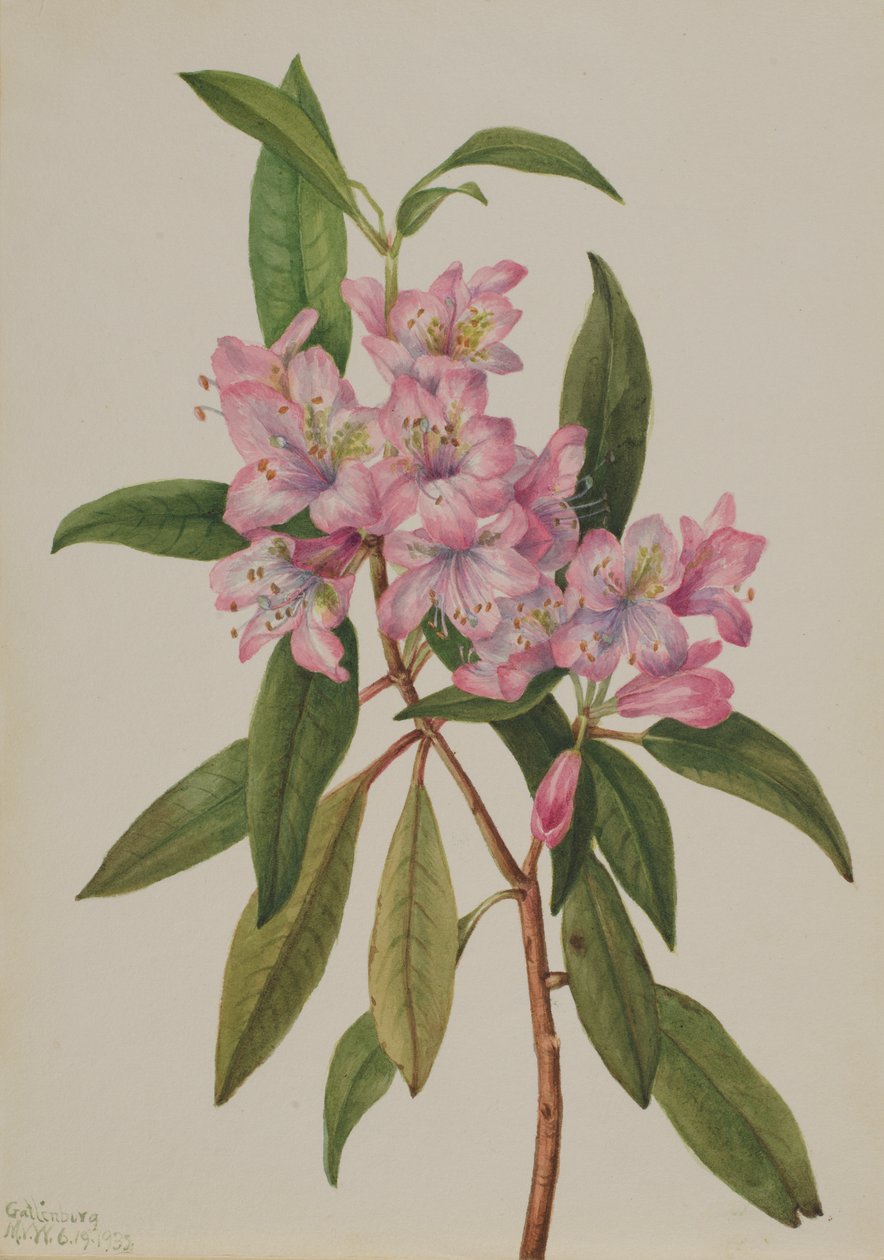 Rosenlorbeer Rhododendron carolinianum, 1932 von Mary Vaux Walcott