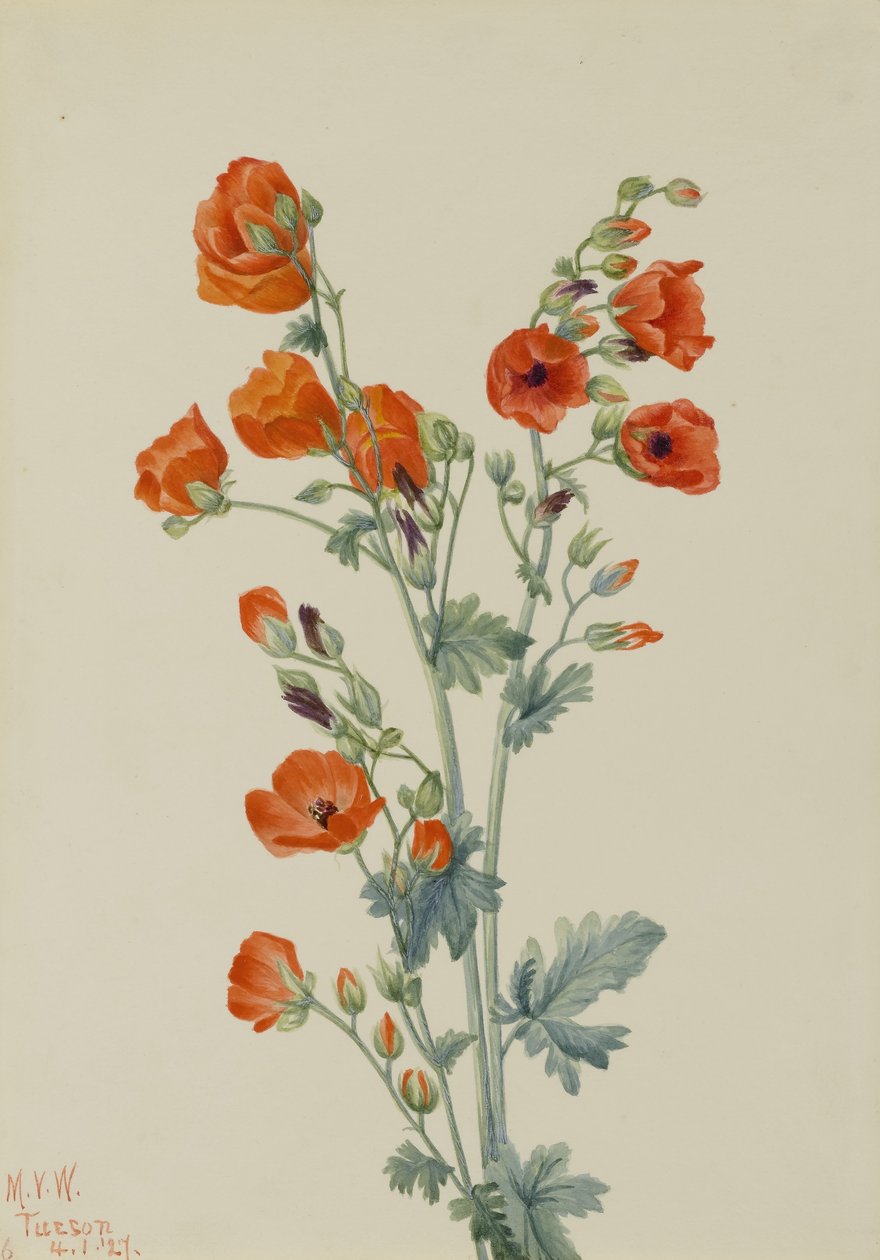 Scharlachroter Kugel-Malve (Sphaeralcea grossulariaefolia) von Mary Vaux Walcott