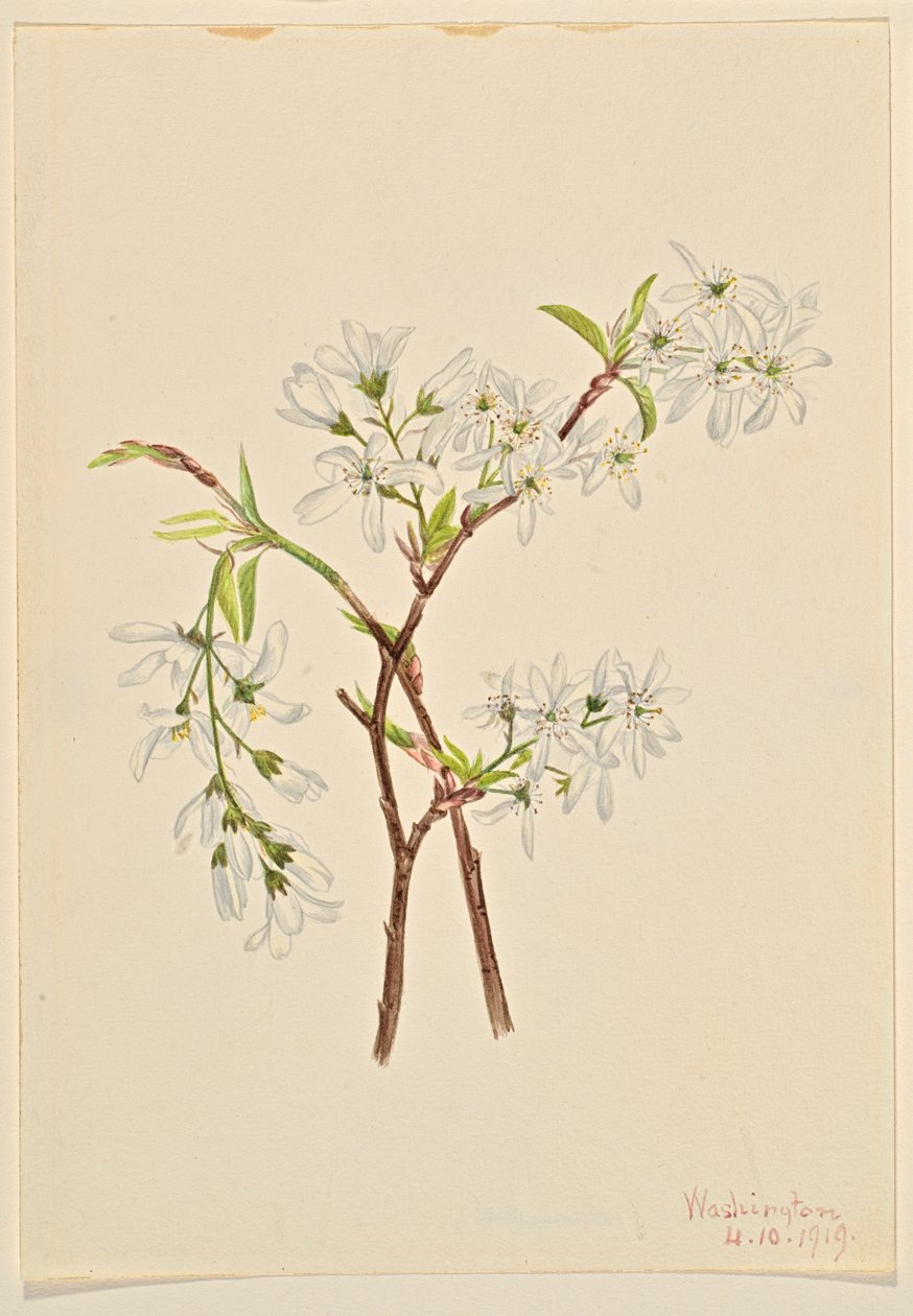 Felsenbirne (Amelianchier oblongifolia) von Mary Vaux Walcott