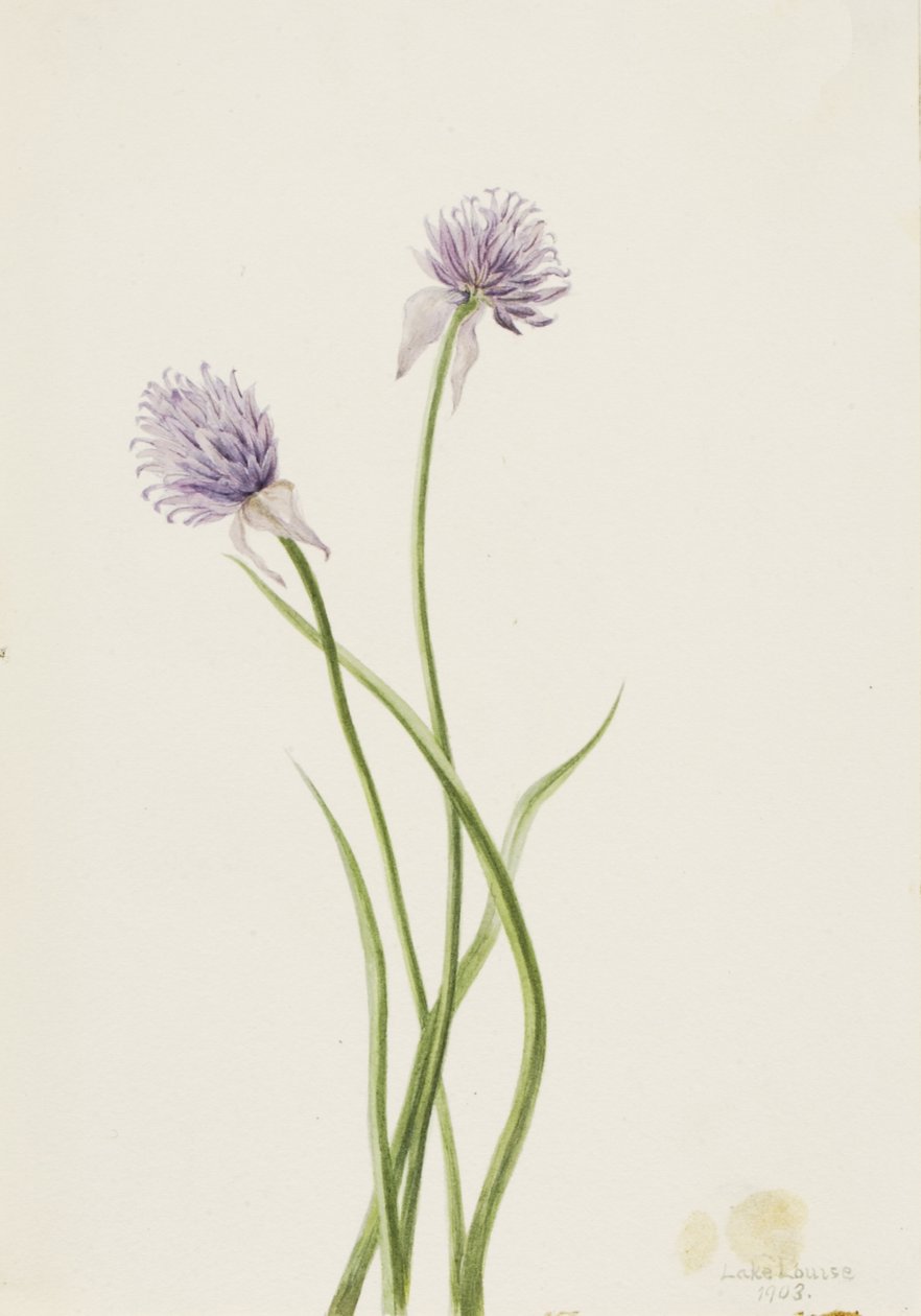 Sibirische Zwiebel Allium sibericum, 1903 von Mary Vaux Walcott