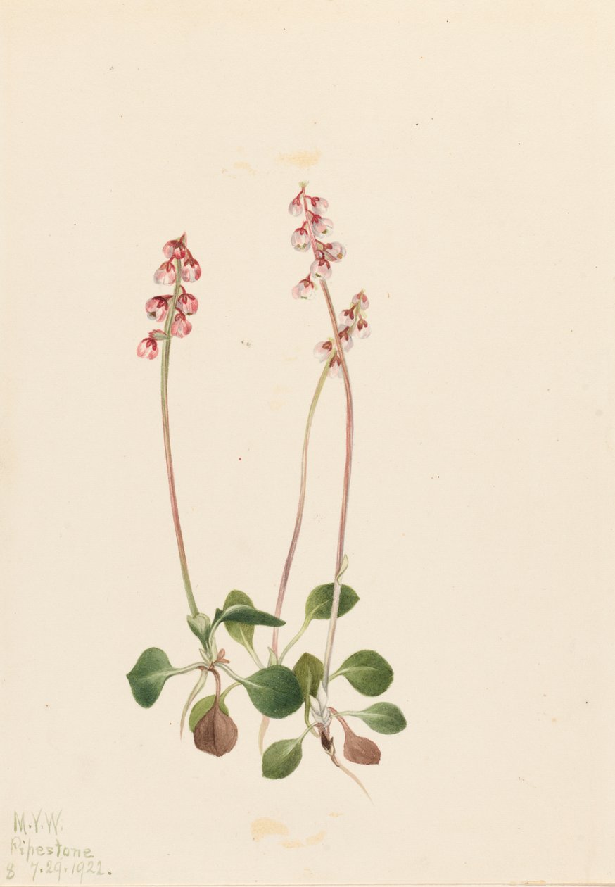 Kleine Pyrola Pyrola minor von Mary Vaux Walcott