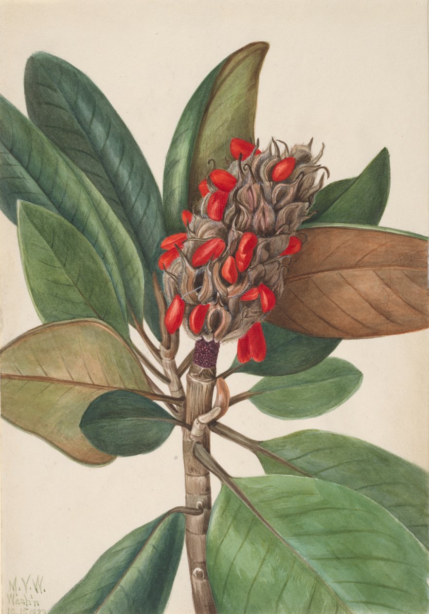 Südliche Magnolie Magnolia grandiflora, 1923 von Mary Vaux Walcott