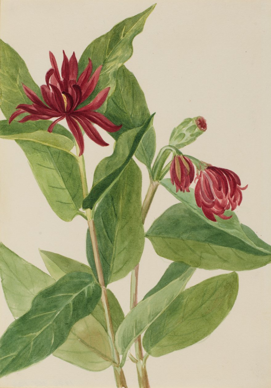 Gewürzstrauch Calycanthus occidentalis, frühe 1930er Jahre von Mary Vaux Walcott