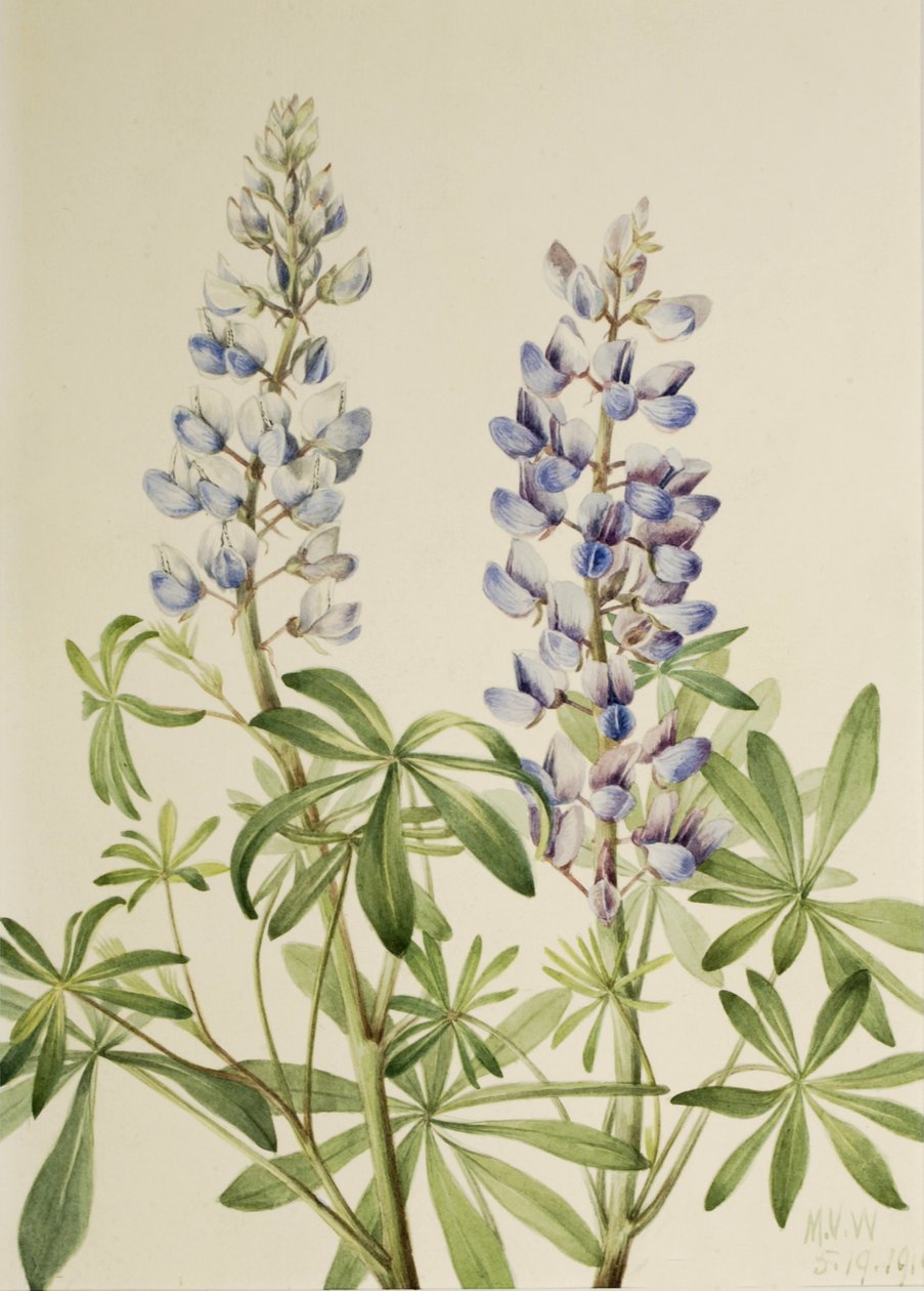Sonnenuhr Lupine Lupinus perennis, 1919 von Mary Vaux Walcott