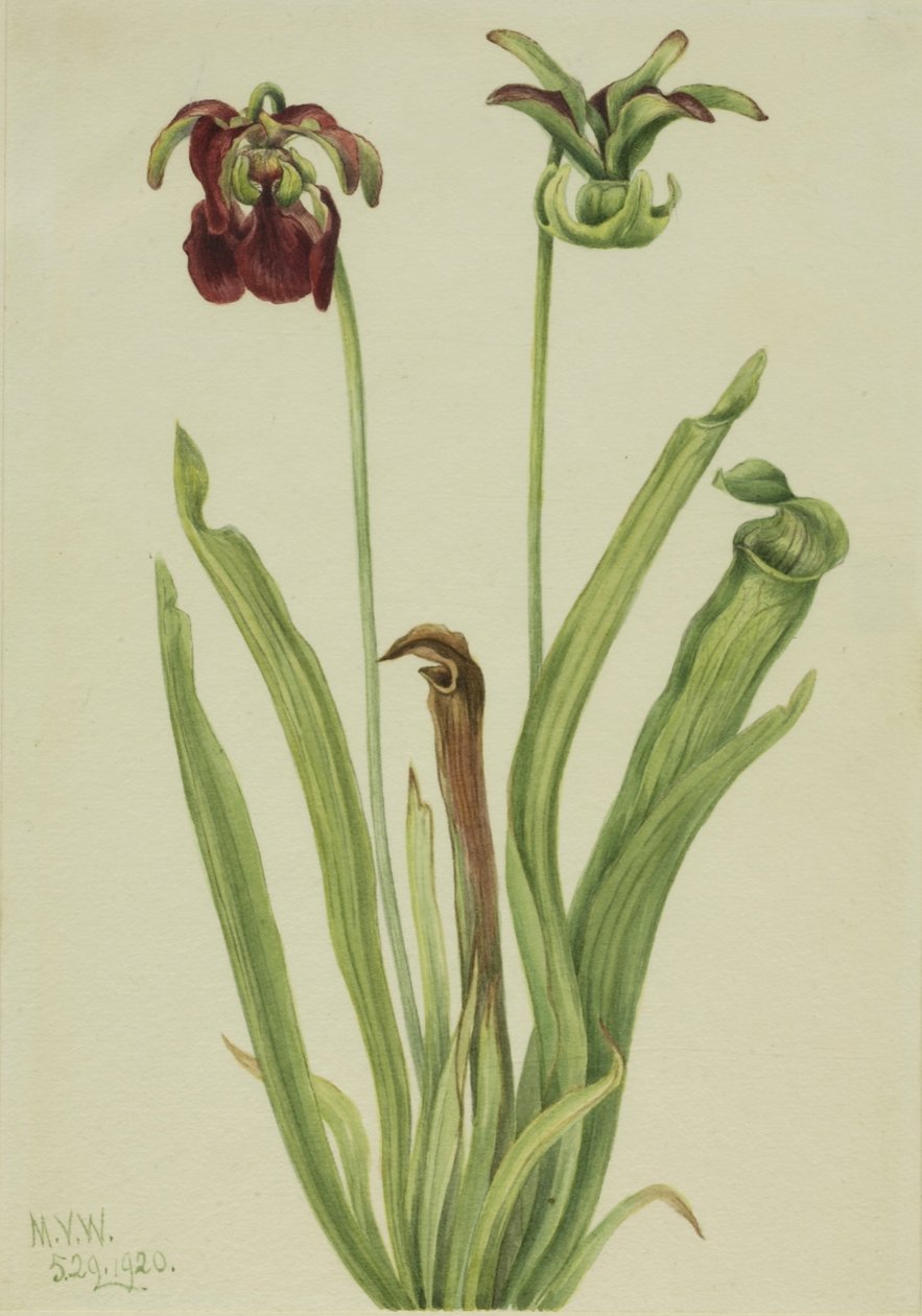 Süßer Schlauch (Sarracenia rubra) von Mary Vaux Walcott
