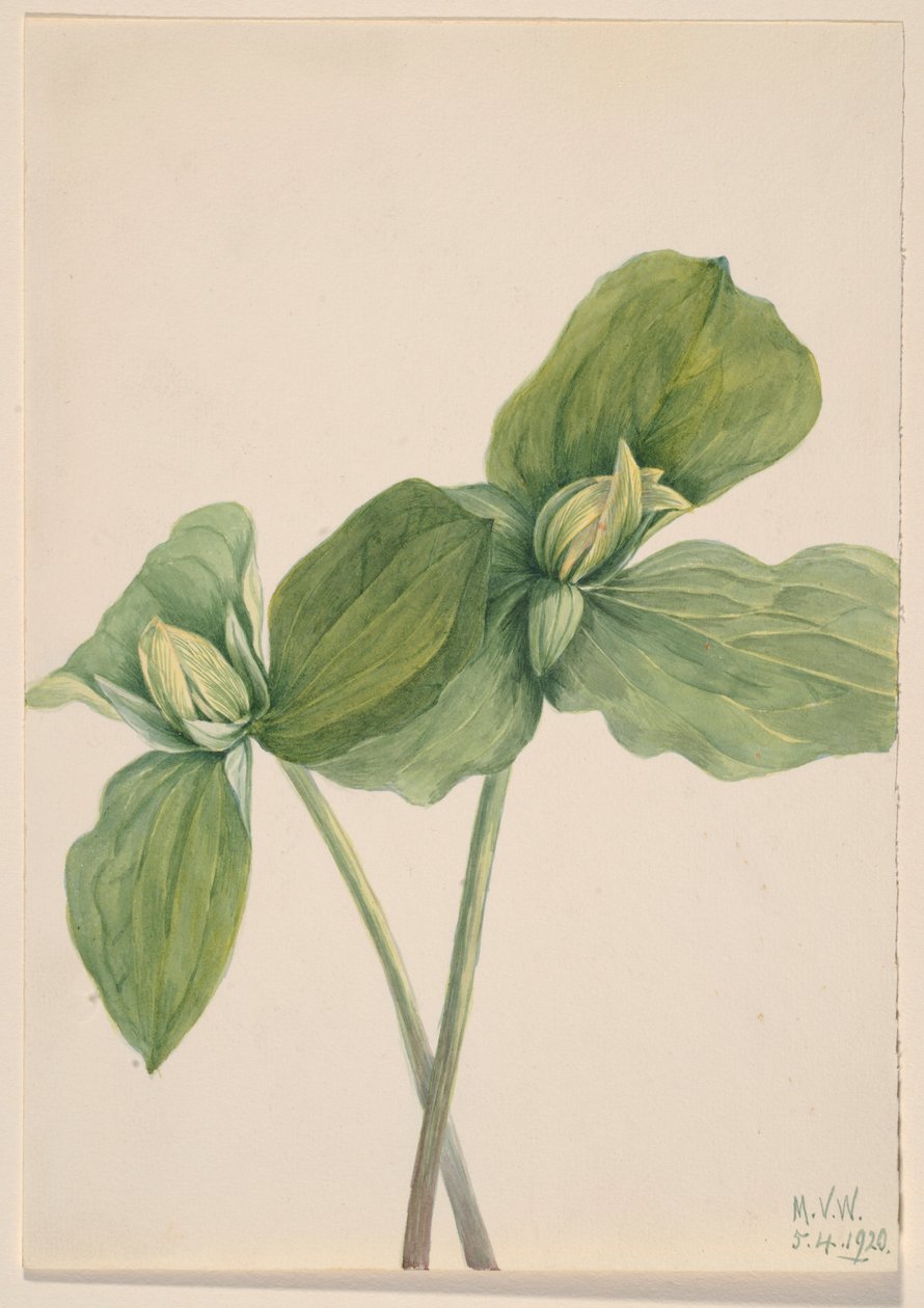 Kröten-Trillium (Trillium sessile) von Mary Vaux Walcott