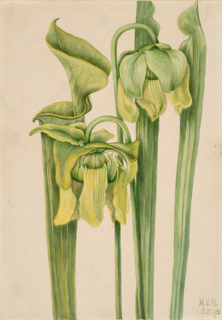 Trompetenblatt Sarracenia flava, 1920 von Mary Vaux Walcott