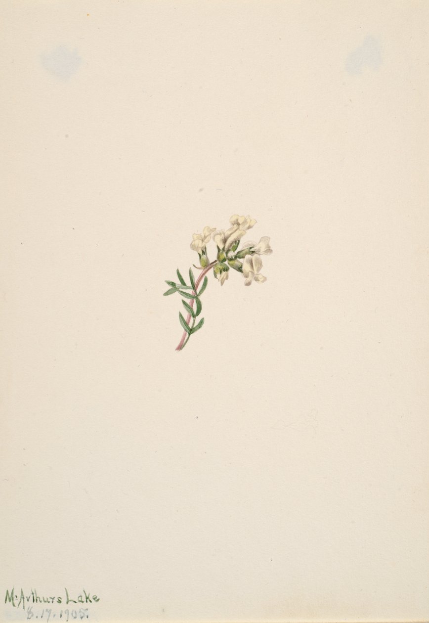 Ohne Titel - Blumenstudie, 1905 von Mary Vaux Walcott
