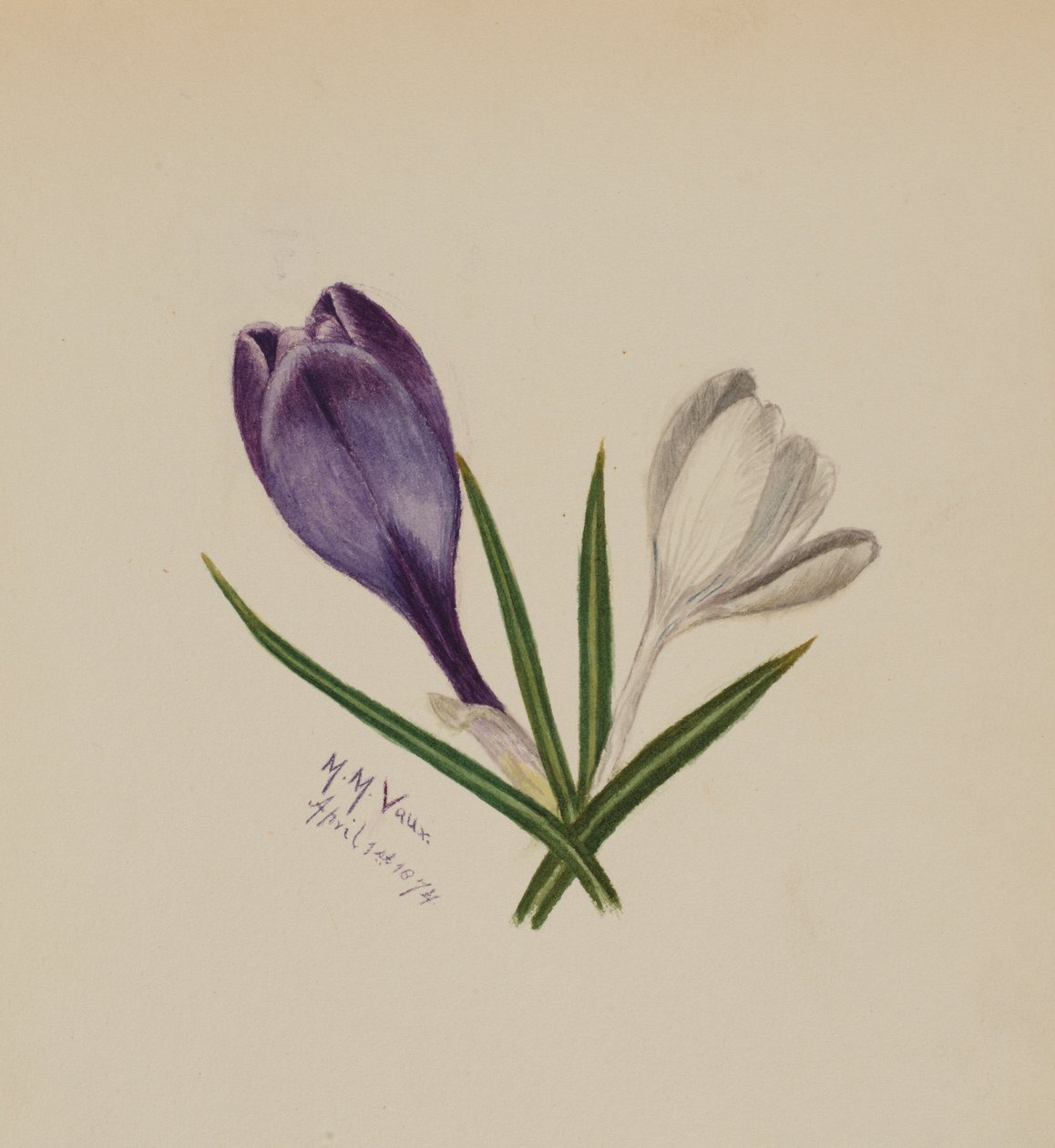 Ohne Titel (Krokusse) von Mary Vaux Walcott