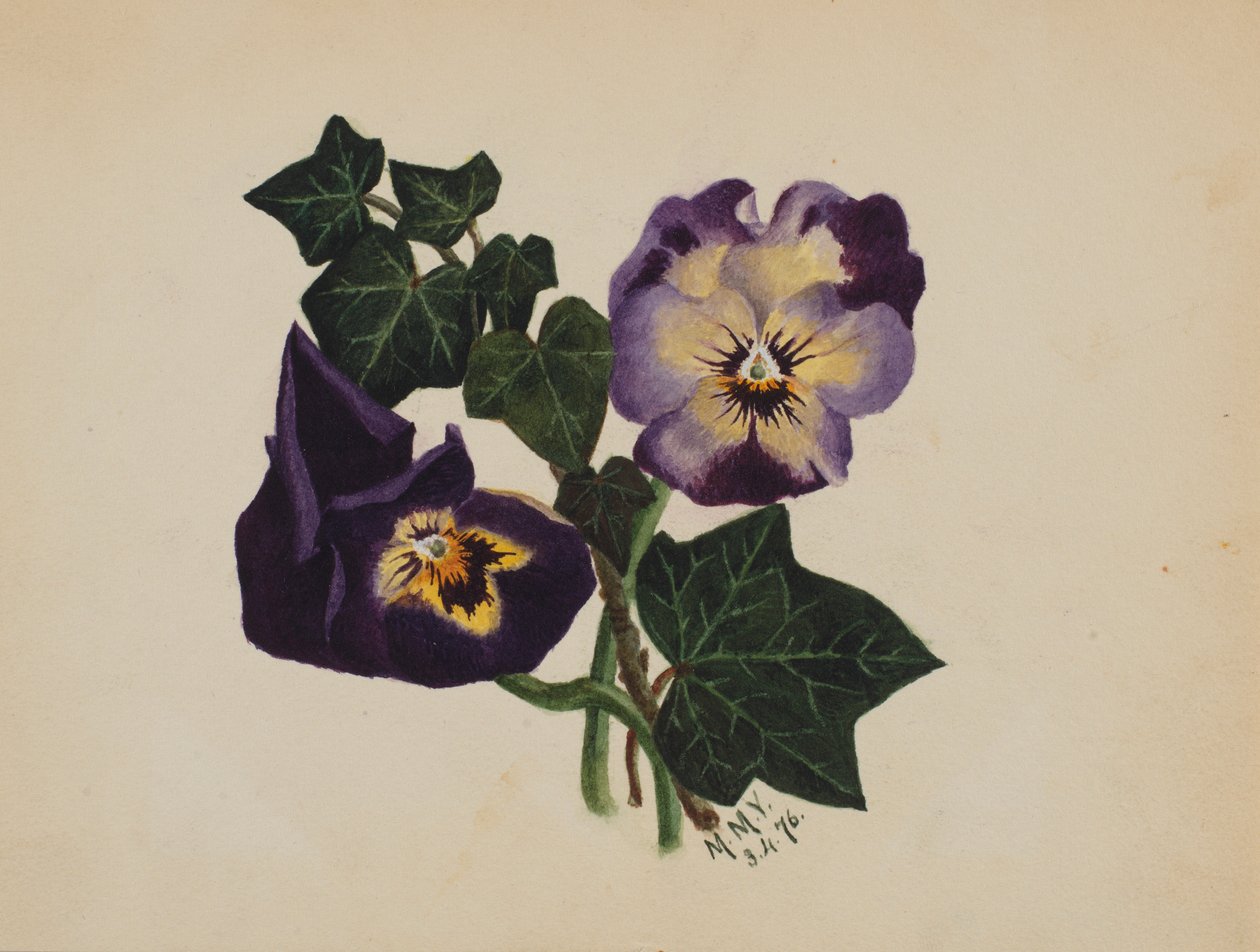Ohne Titel (Stiefmütterchen und Efeu) von Mary Vaux Walcott
