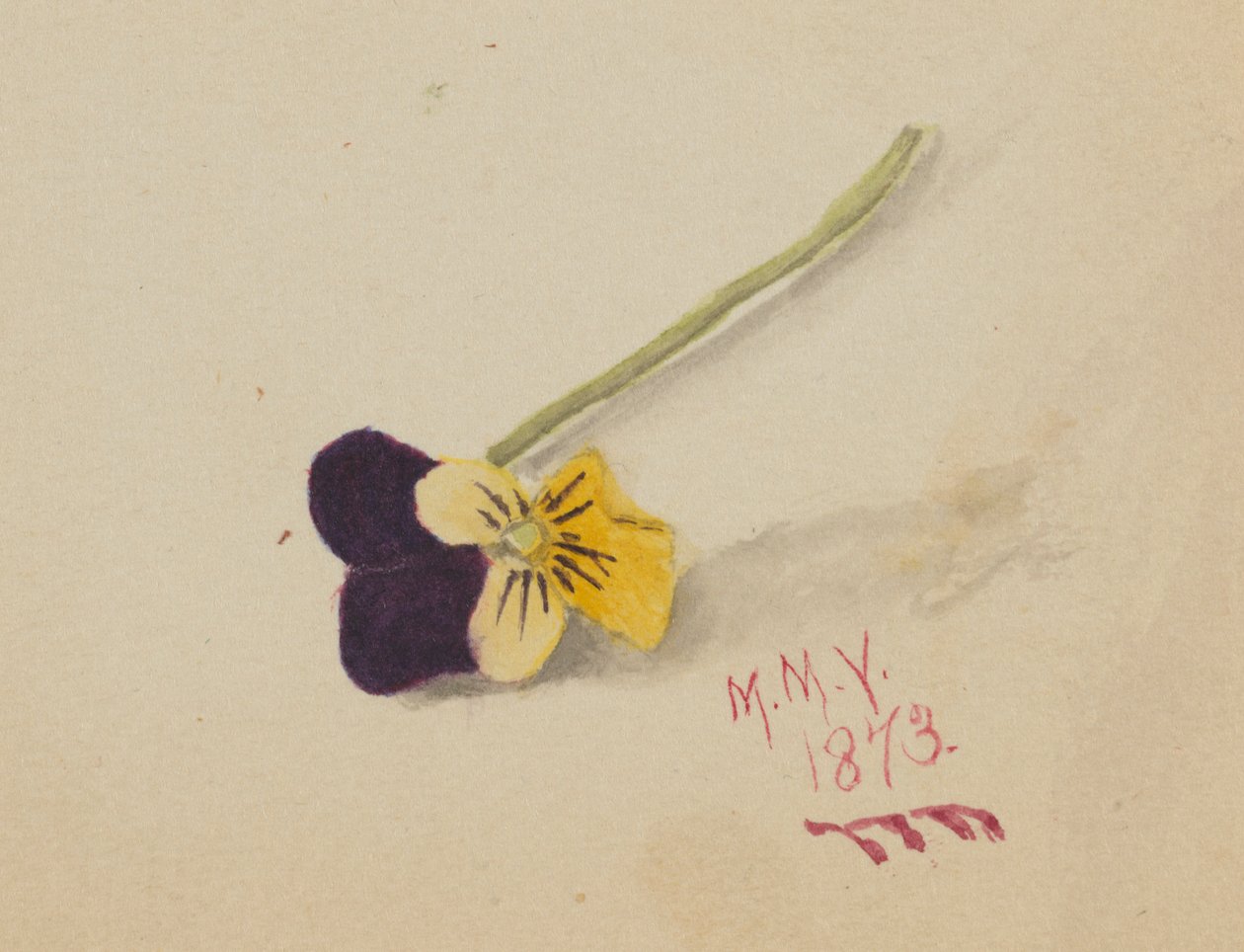 Ohne Titel (Stiefmütterchen) von Mary Vaux Walcott