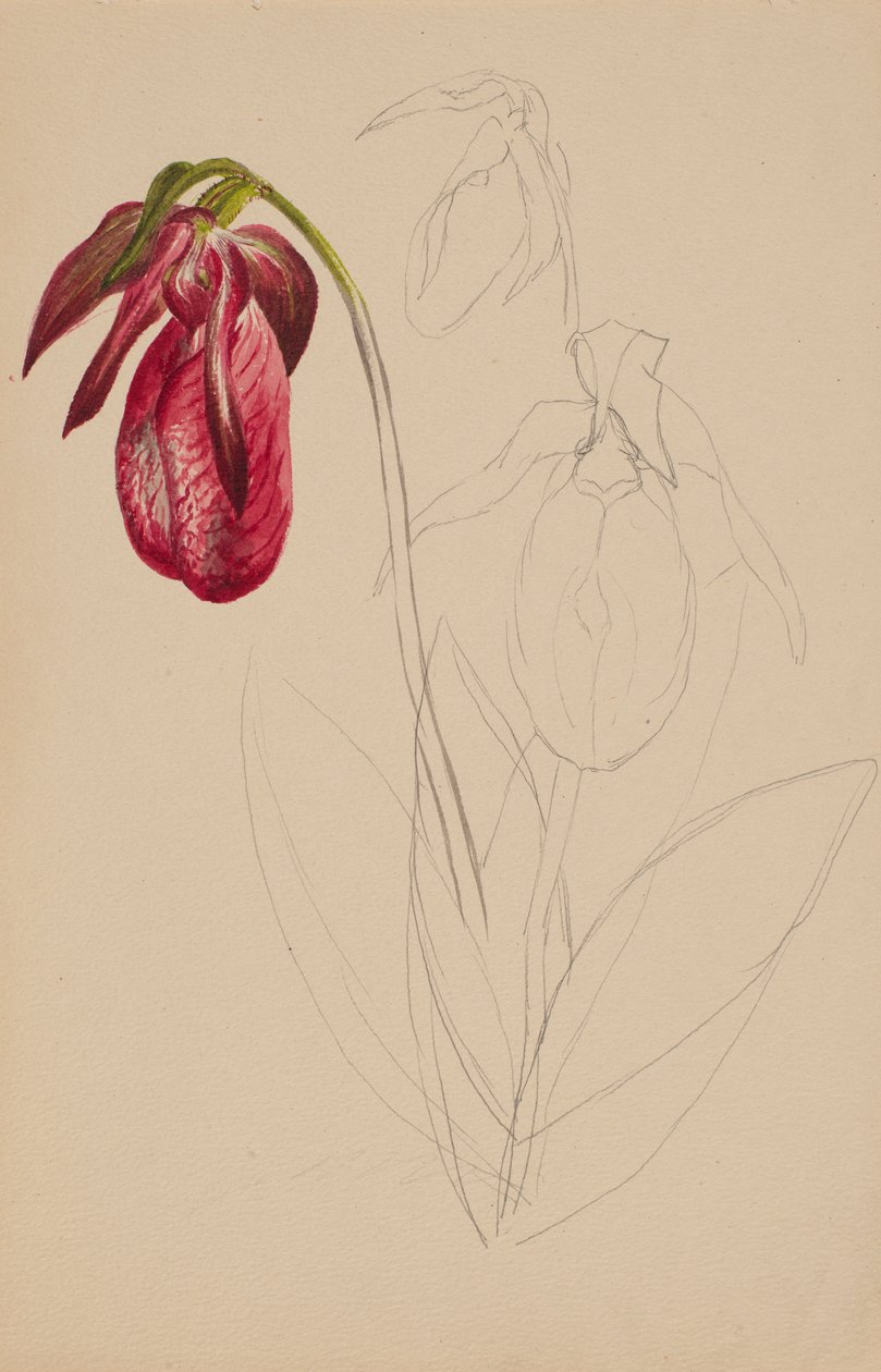 Ohne Titel (Unvollendete Skizze) von Mary Vaux Walcott