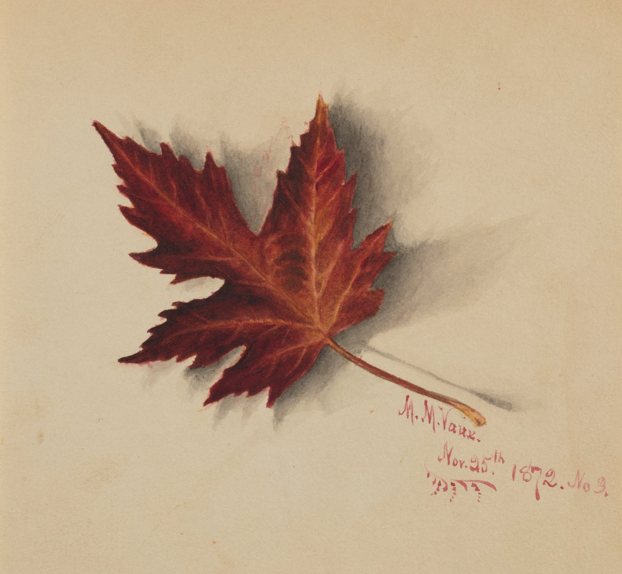 Unbetiteltes Herbstblatt, 1872 von Mary Vaux Walcott