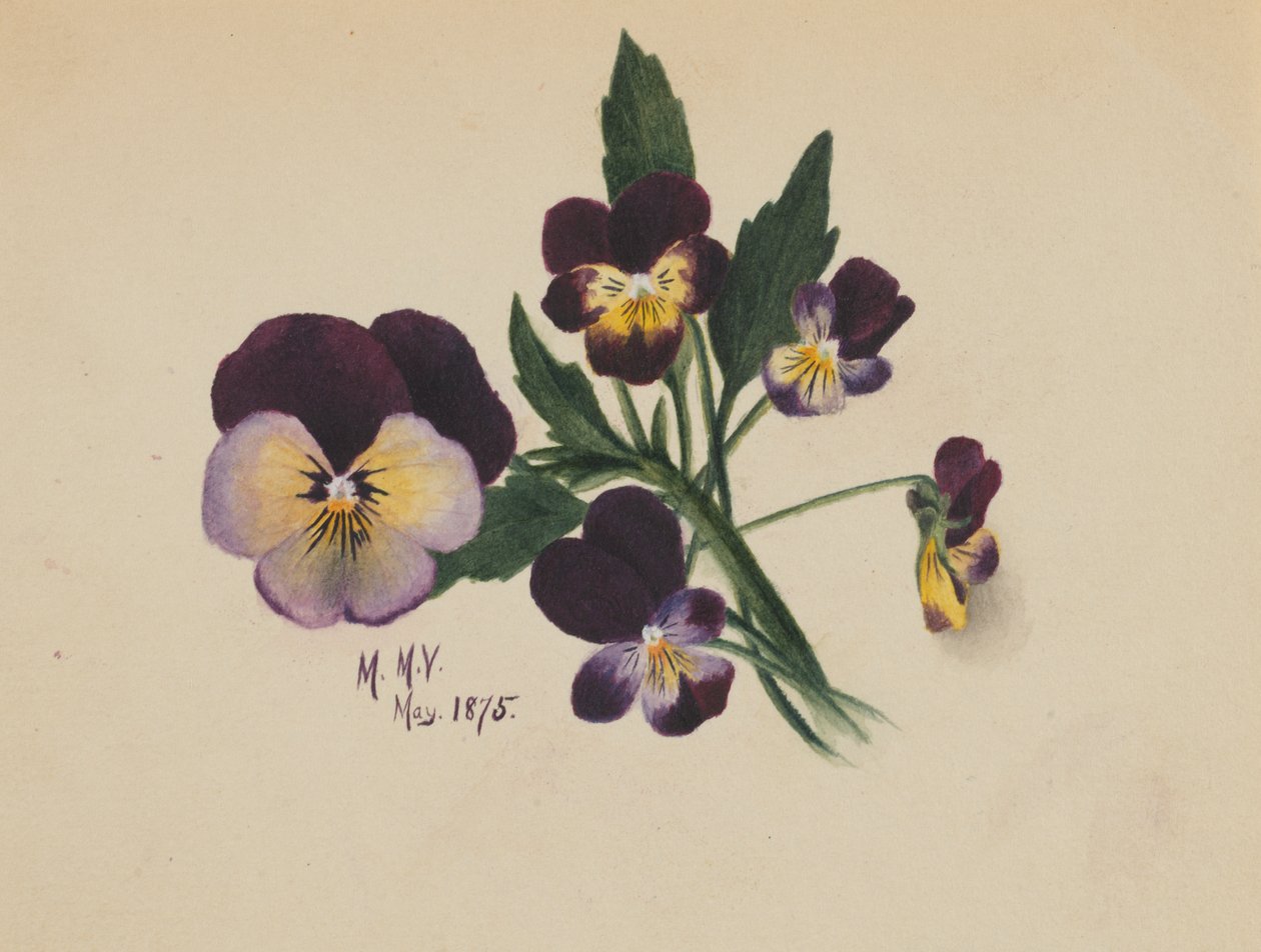 Ohne Titel (Stiefmütterchen) von Mary Vaux Walcott