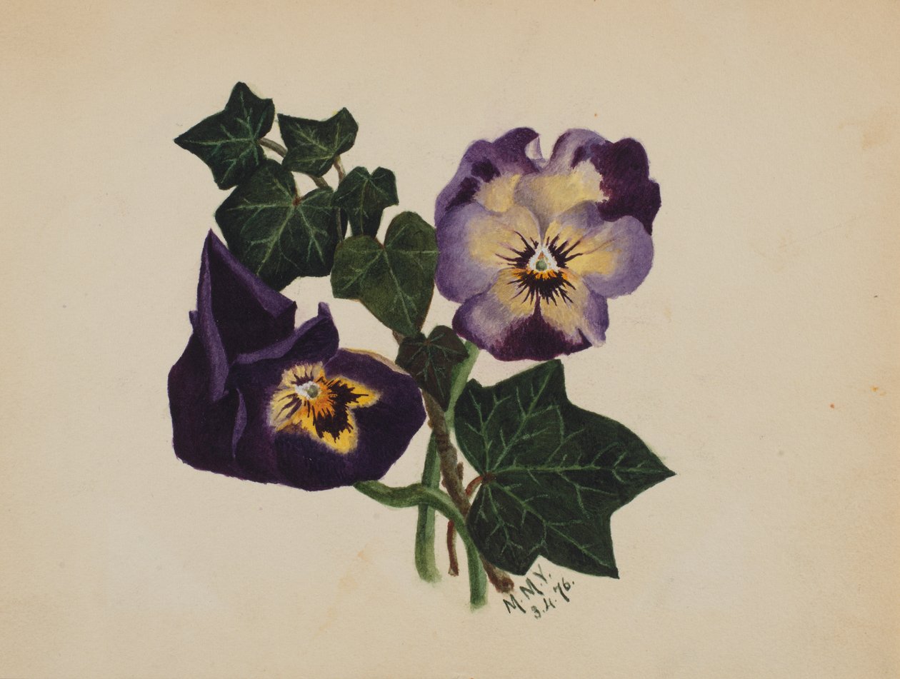 Ohne Titel Stiefmütterchen und Efeu, 1876 von Mary Vaux Walcott