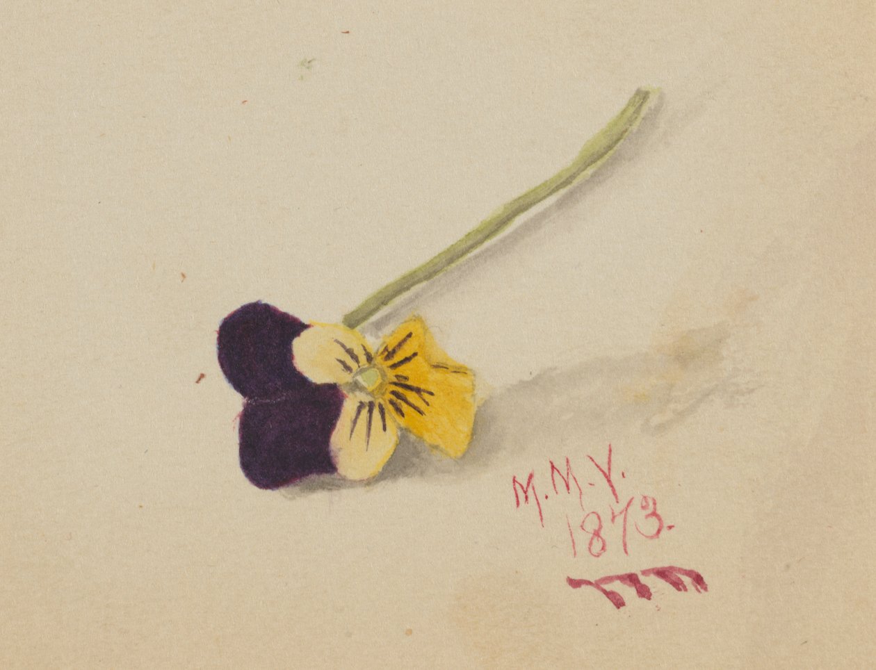 Ohne Titel Stiefmütterchen, 1873 von Mary Vaux Walcott