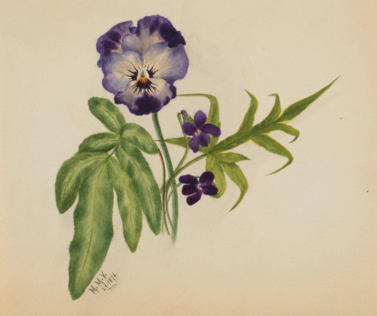 Ohne Titel (Stiefmütterchen) von Mary Vaux Walcott