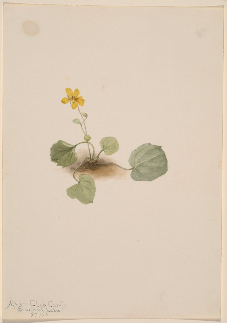 Viola orbiculata von Mary Vaux Walcott