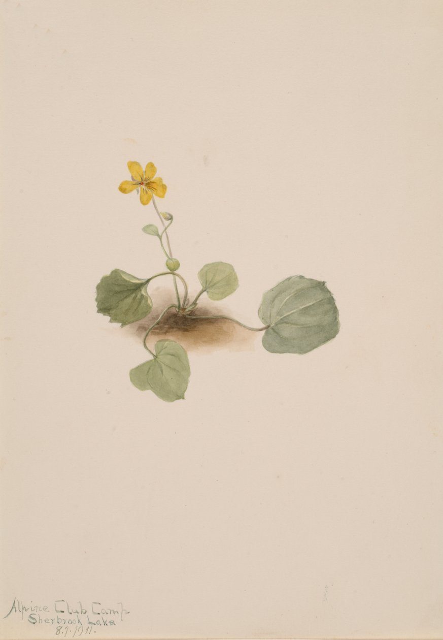 Viola orbiculata, 1911 von Mary Vaux Walcott