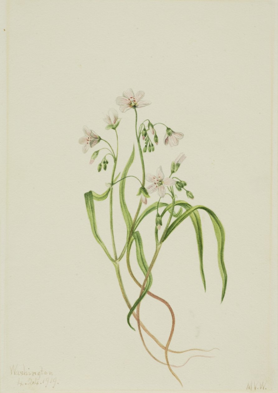 Virginia-Frühlingsschönheit Claytonia virginica, 1919 von Mary Vaux Walcott