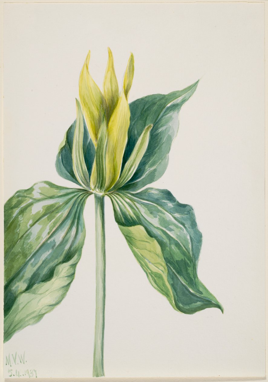 Waldlilie (Trillium underwoodii) von Mary Vaux Walcott