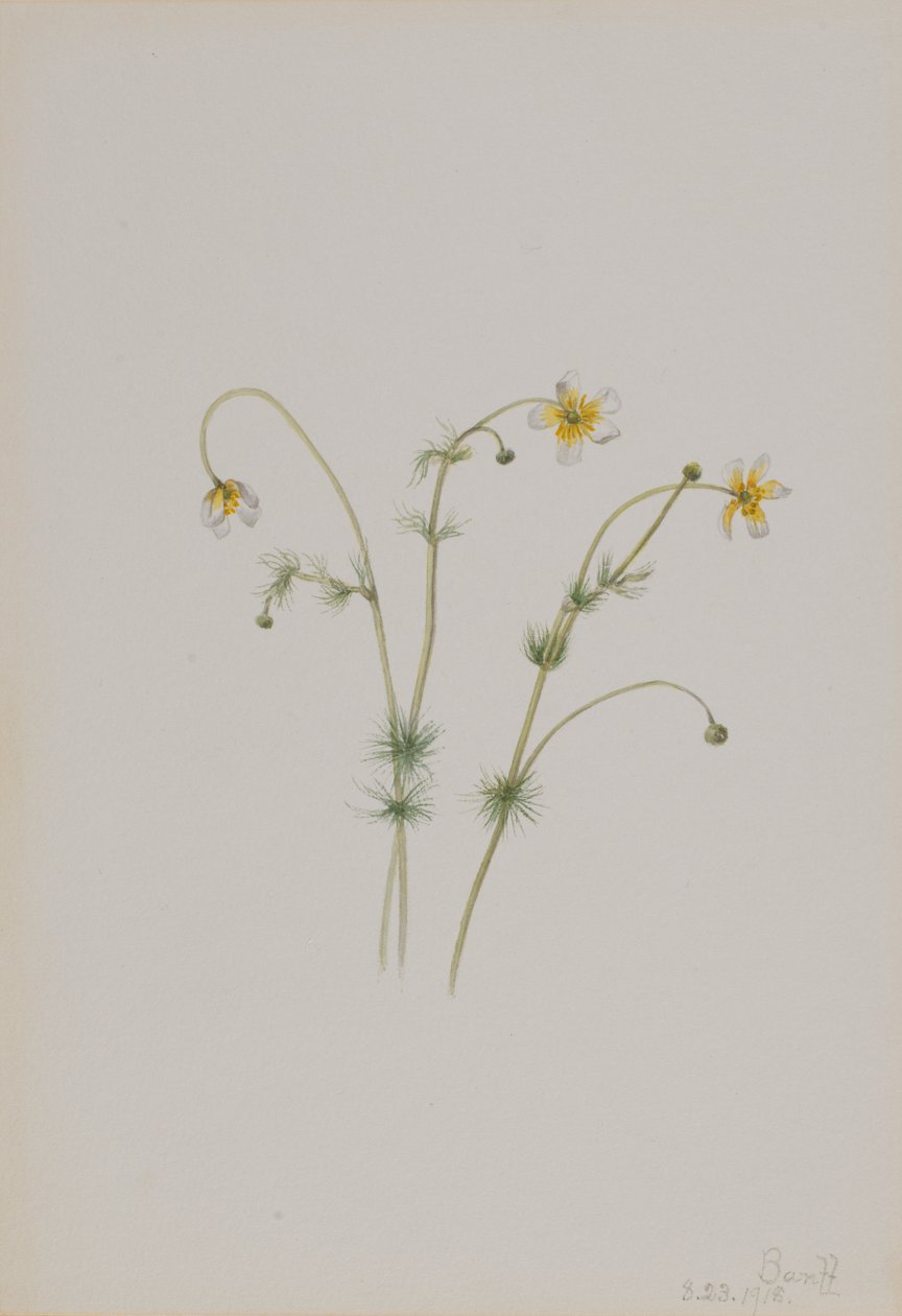 Wasserhahnenfuß Batrachium trichophyllum von Mary Vaux Walcott