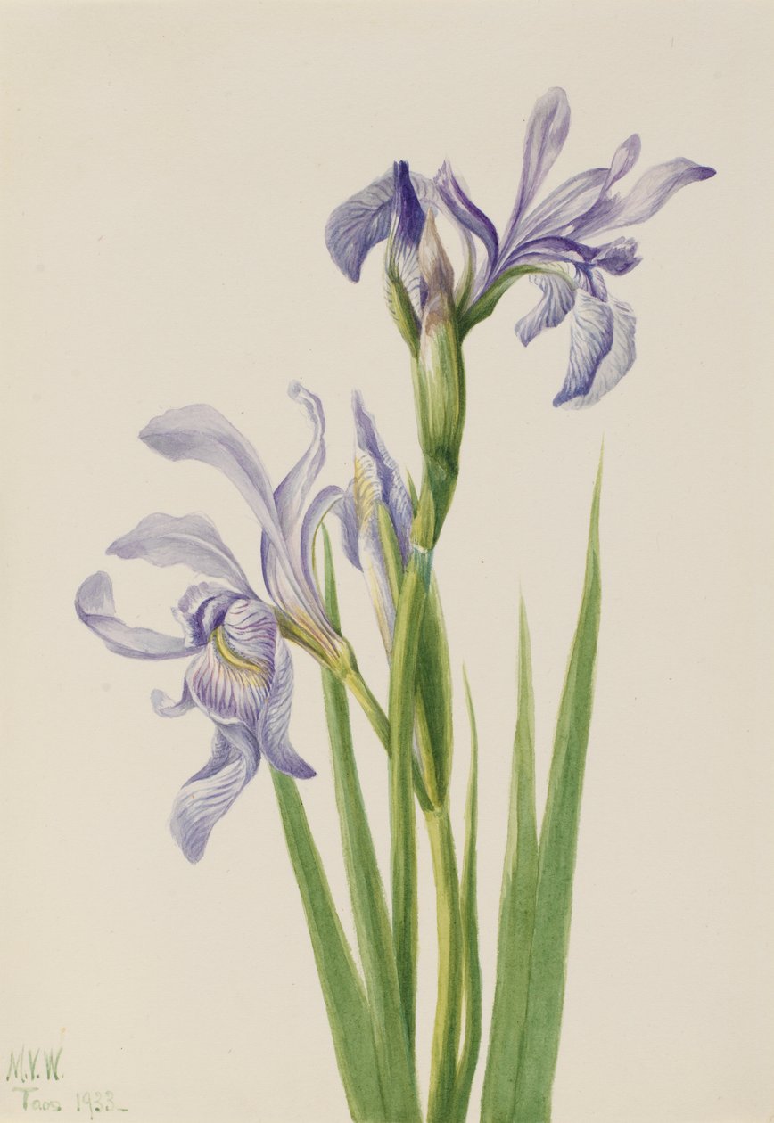 Westliche Blaue Flagge (Iris missouriensis) von Mary Vaux Walcott