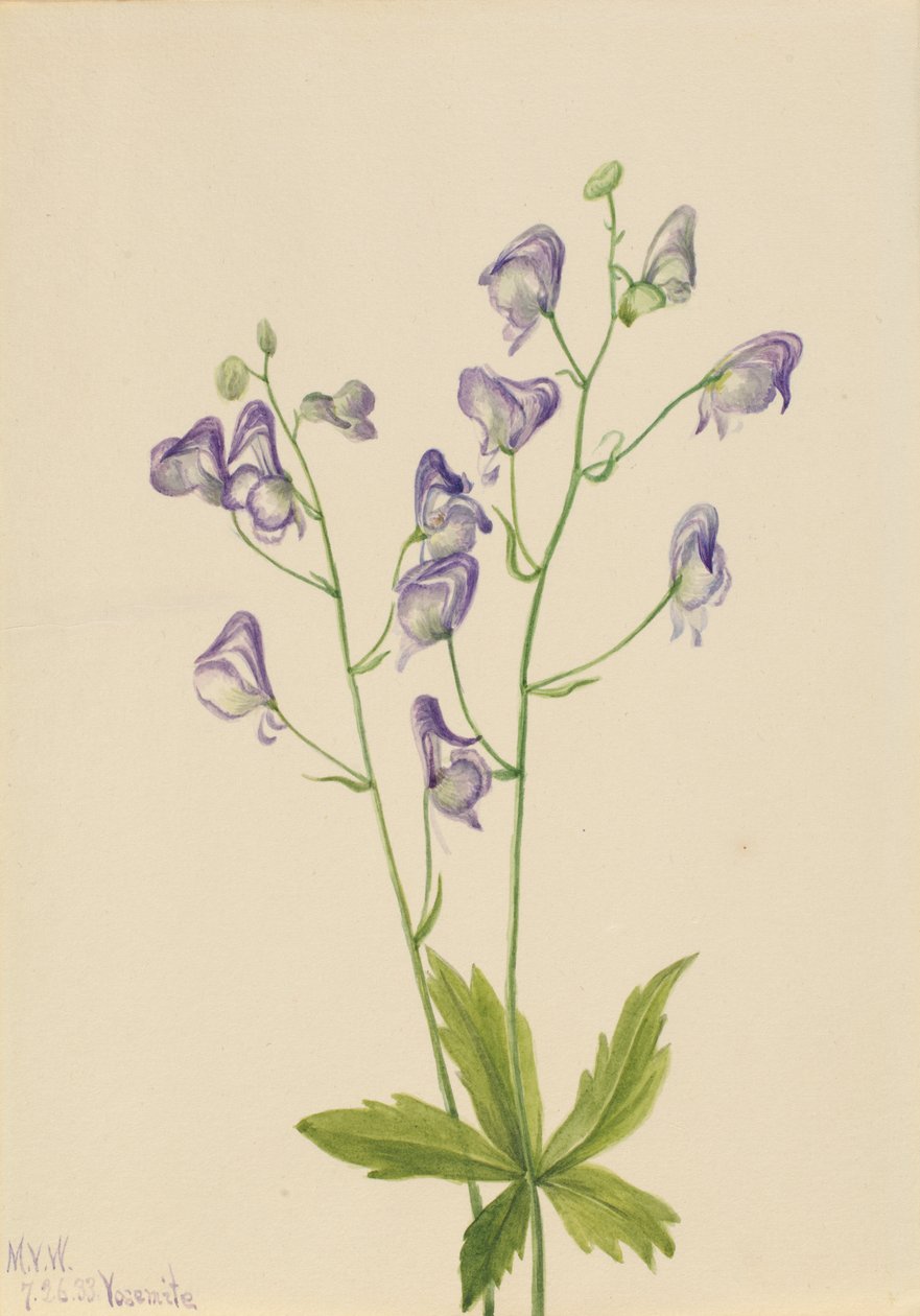 Westlicher Eisenhut Aconitum columbianum, 1933 von Mary Vaux Walcott