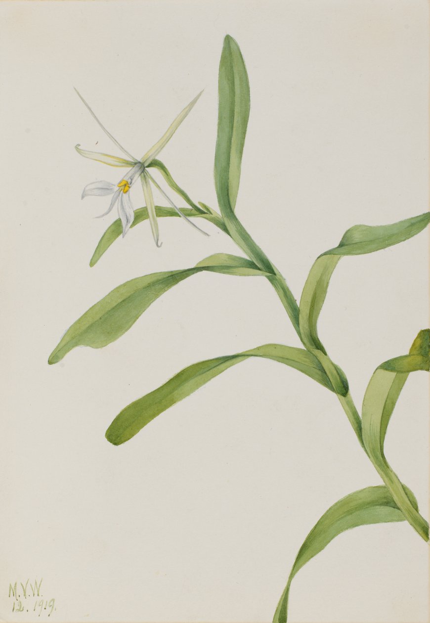 Weißes Epidendrum Epidendrum nocturnum von Mary Vaux Walcott
