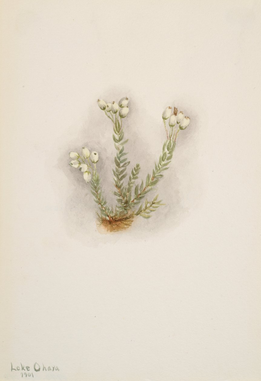 Weiße Heidekraut Phyllodoce grandiflora, 1901 von Mary Vaux Walcott