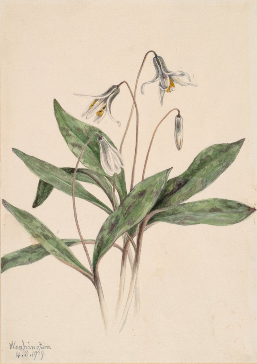 Weiße Forellenlilie Erythronium albidum, 1919 von Mary Vaux Walcott