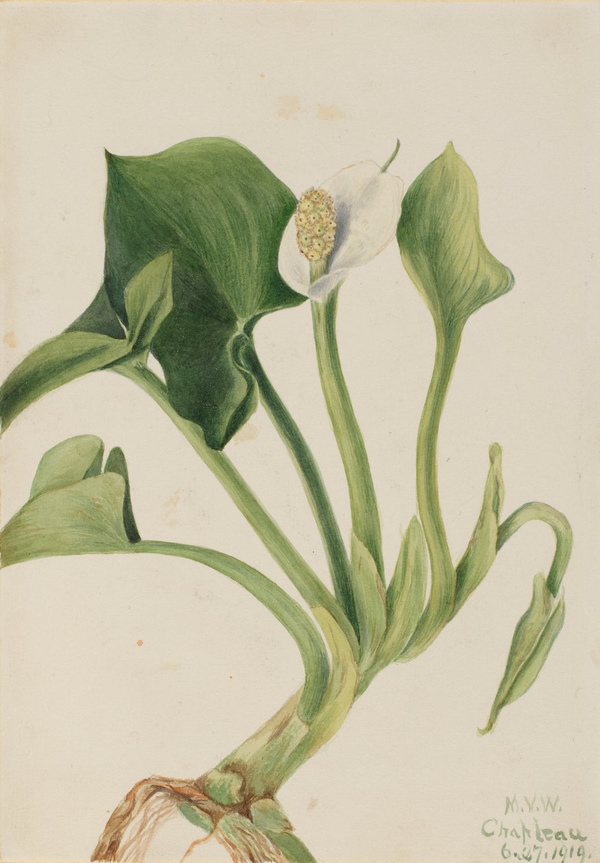 Wilde Calla (Calla palustris) von Mary Vaux Walcott