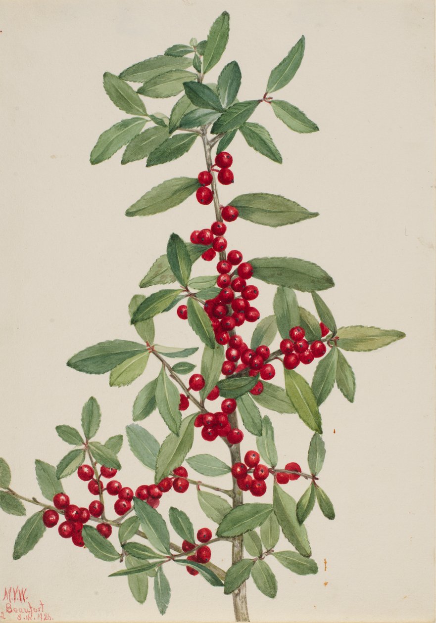 Yaupon Ilex vomitoria, 1926 von Mary Vaux Walcott