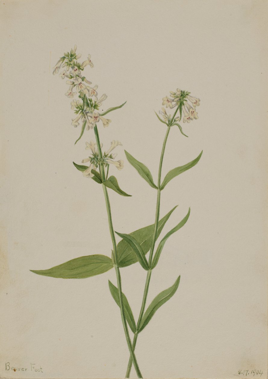 Gelber Bartfaden Pentstemon confertus, 1904 von Mary Vaux Walcott