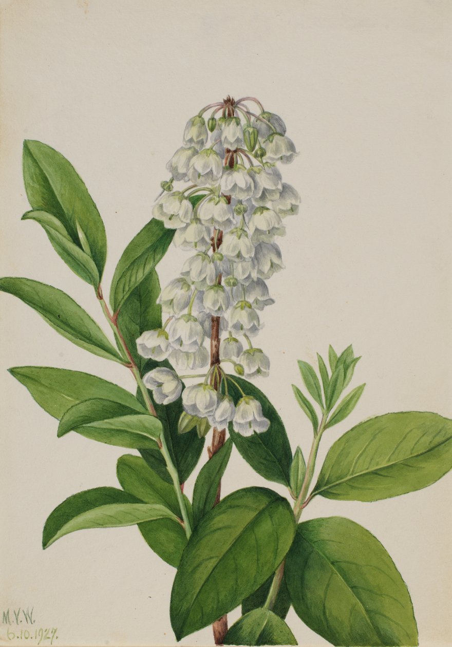 Zenobia Zenobia cassinifolia, 1927 von Mary Vaux Walcott