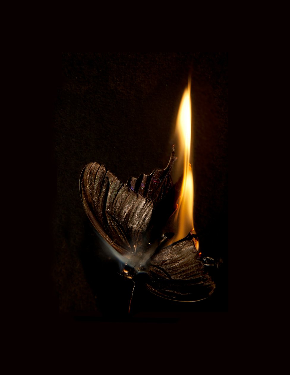 Brennender Schmetterling 13, 2013 von Mat Collishaw