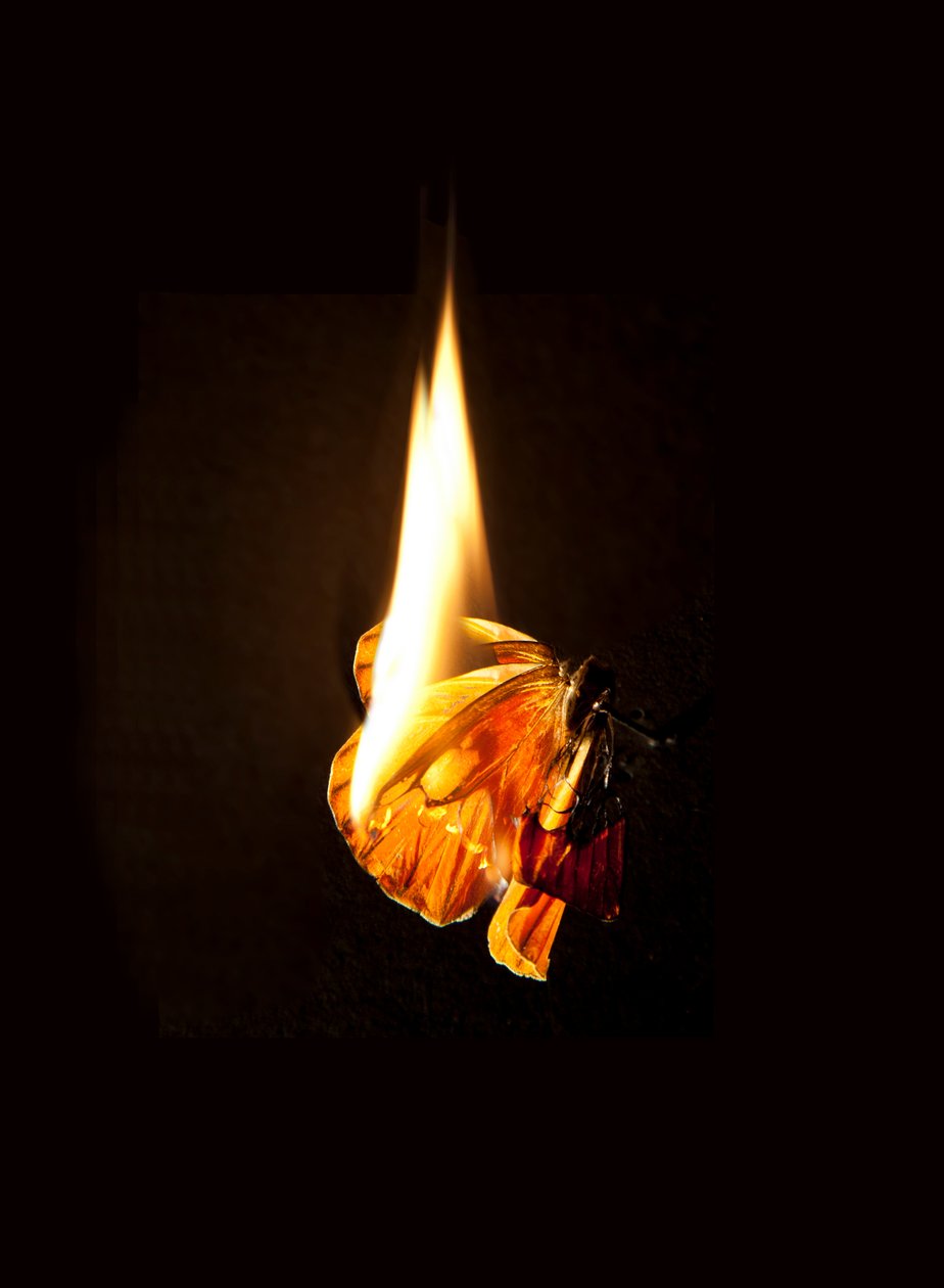 Brennender Schmetterling 17 von Mat Collishaw