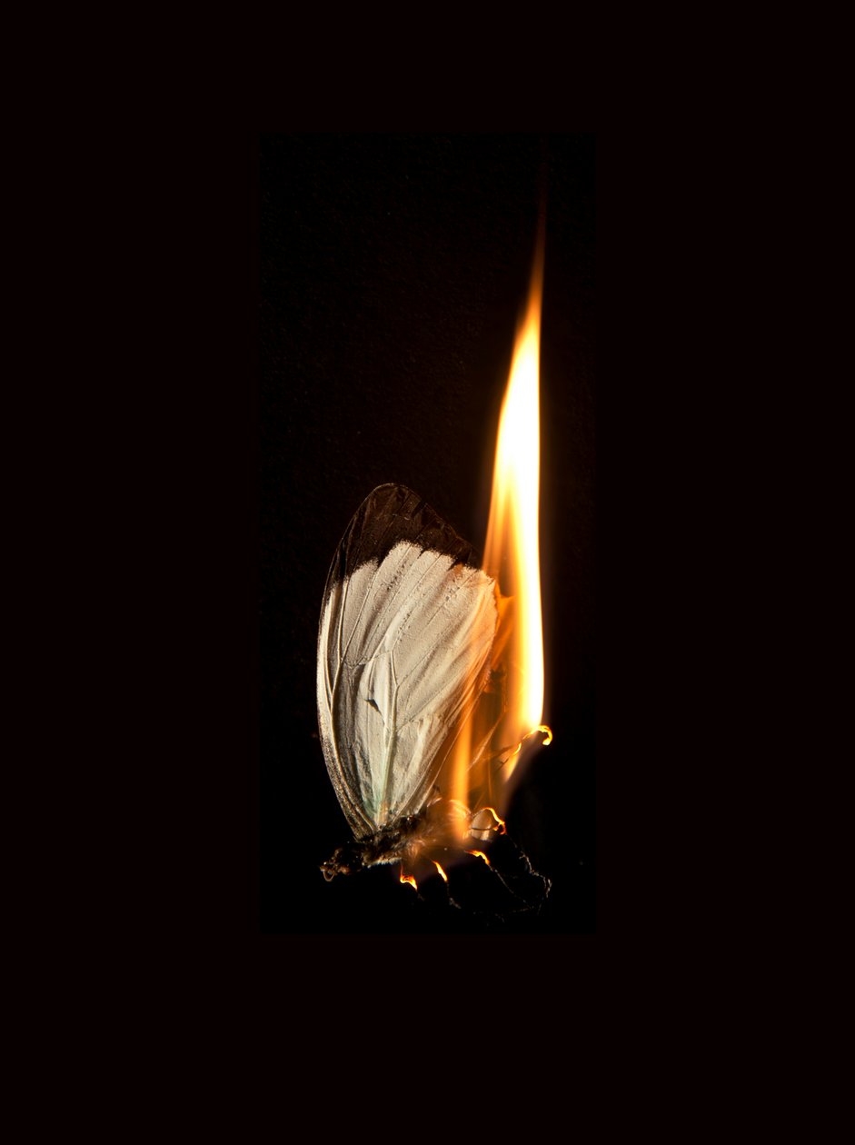 Brennender Schmetterling 2, 2013 von Mat Collishaw