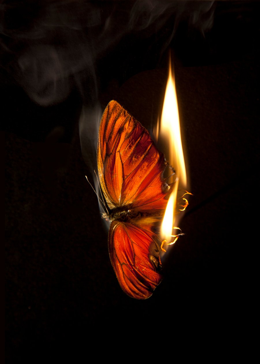 Brennender Schmetterling 4, 2013 von Mat Collishaw