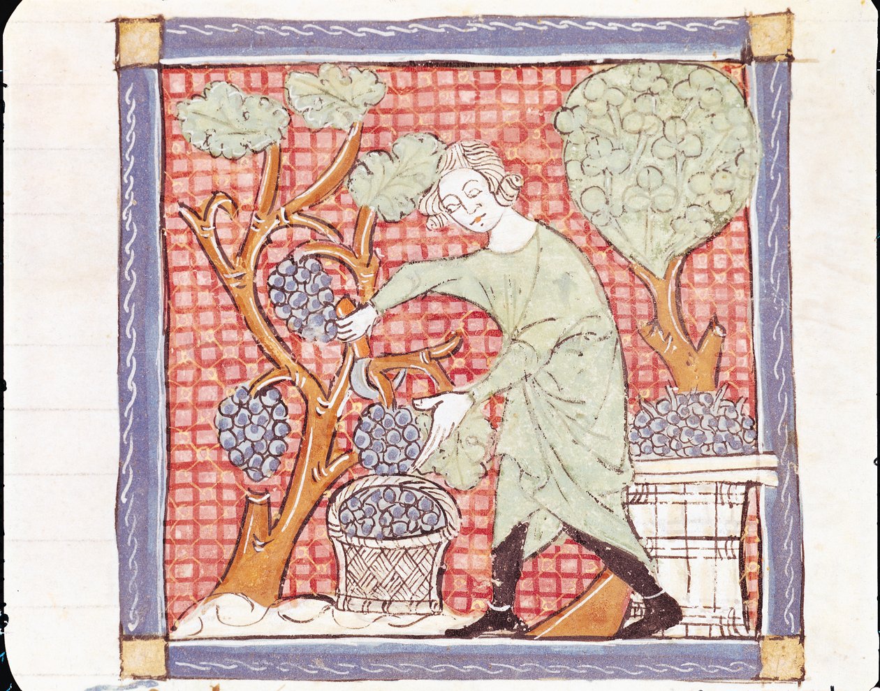 Fol.59r September: Die Ernte von Matfre Ermengaut