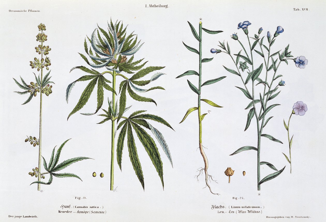 Hanf und Flachs, aus 