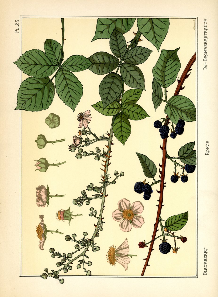 Der Brombeerstrauch von Maurice Pillard Verneuil