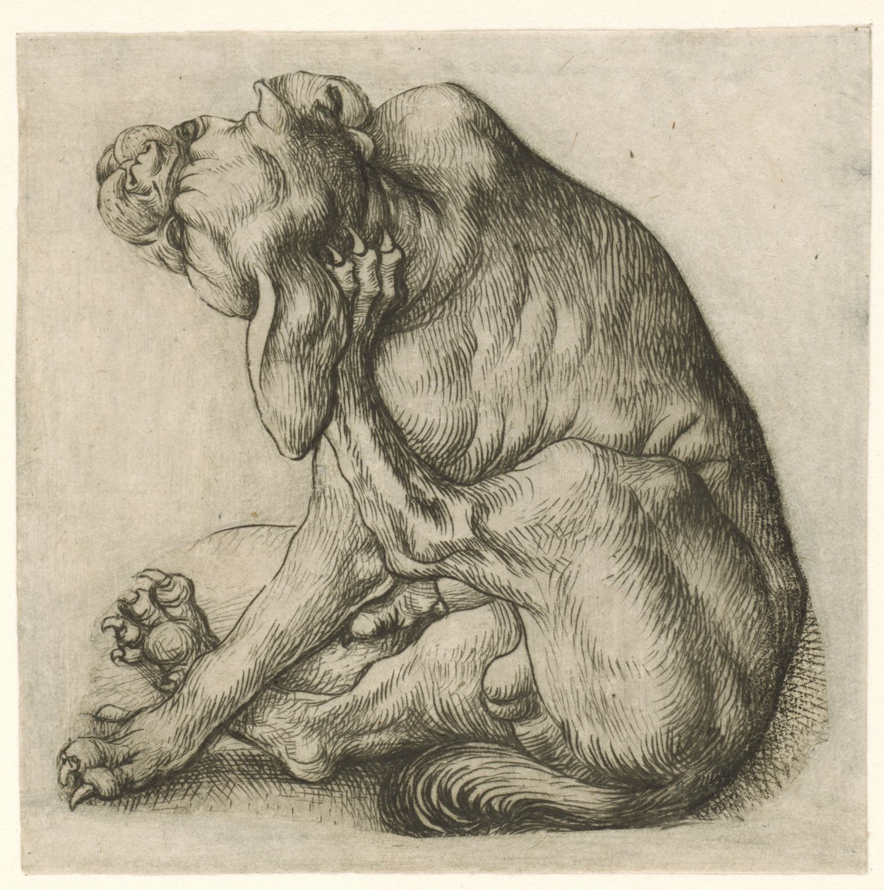 Kratzender Hund von Meester van het Amsterdamse Kabinet