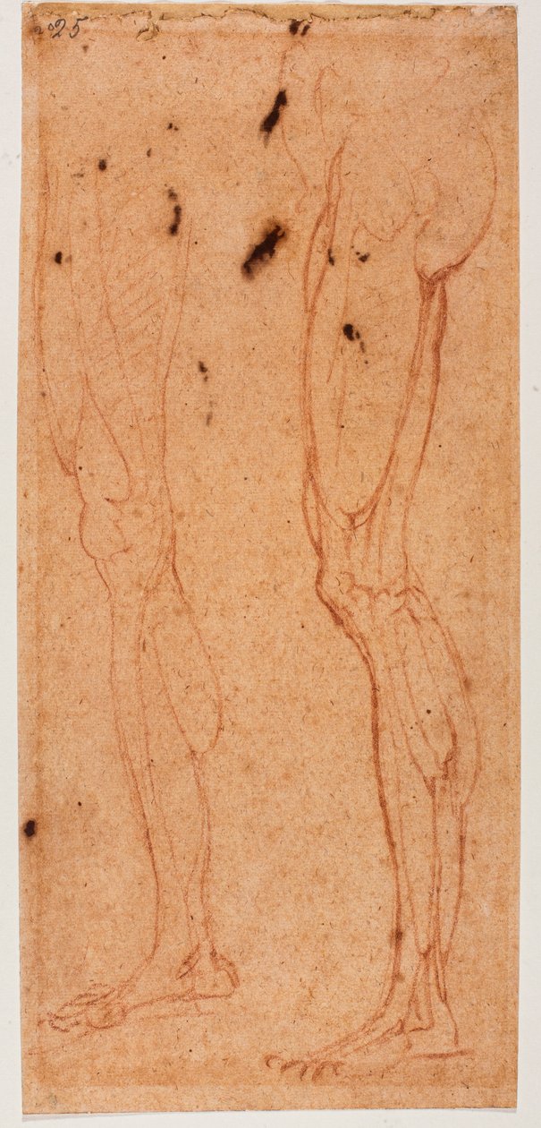 Beinstudie von Michelangelo (after) Buonarroti