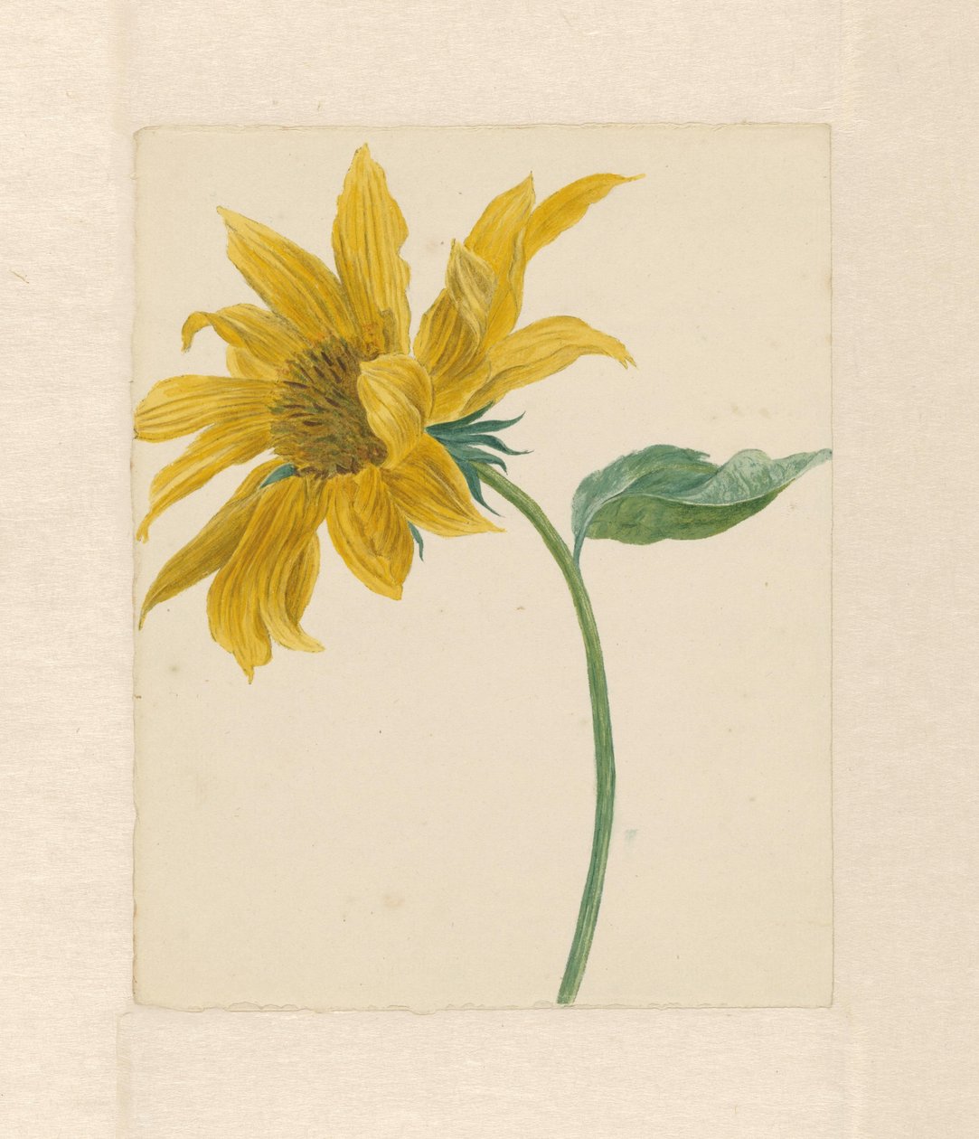 Zweig mit einer Sonnenblume von Michiel Van Huysum