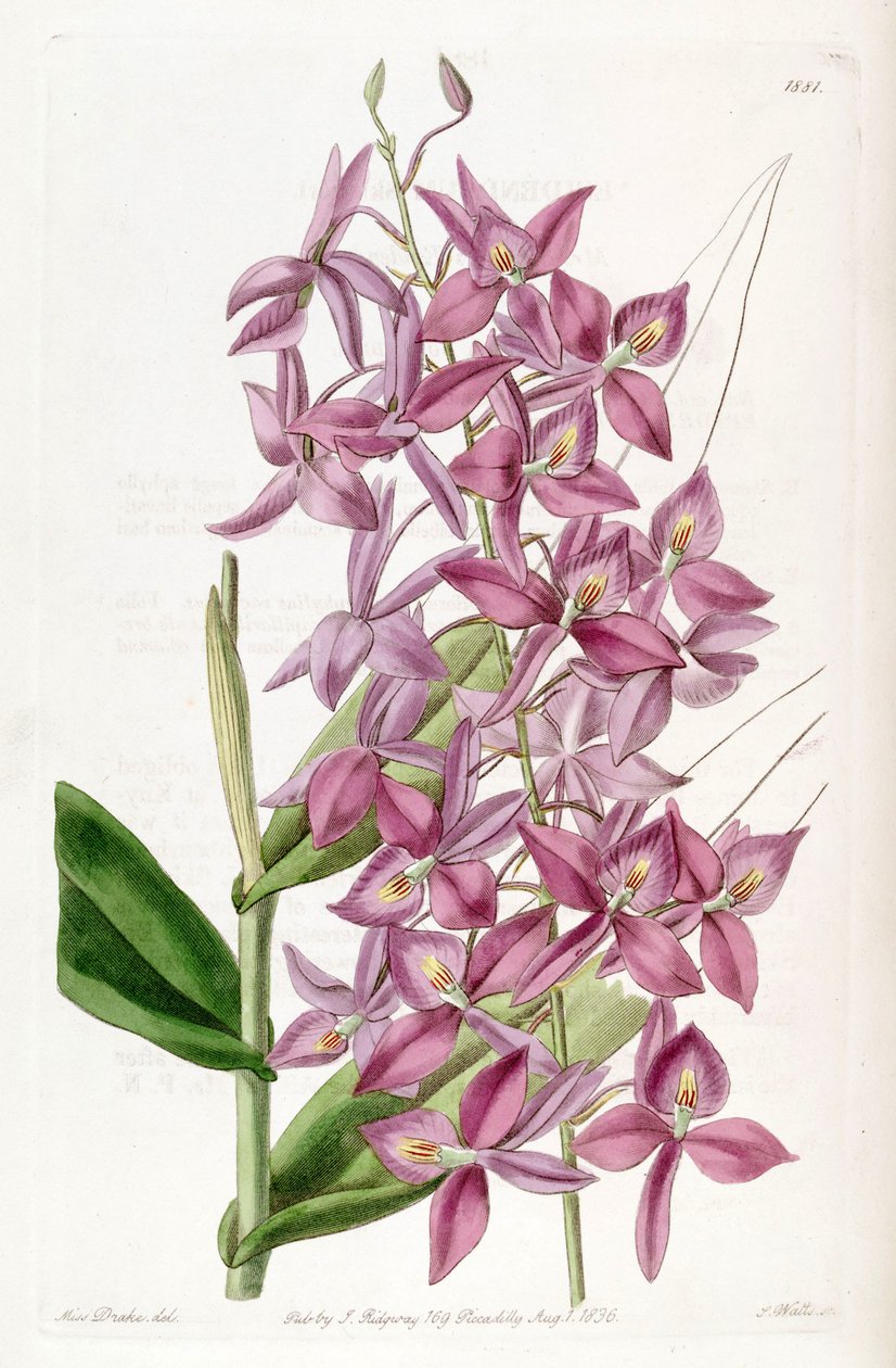 Barkeria skinneri (als syn. Epidendrum skinneri) von Miss Drake