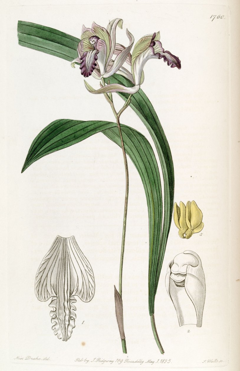 Bletia reflexa von Miss Drake